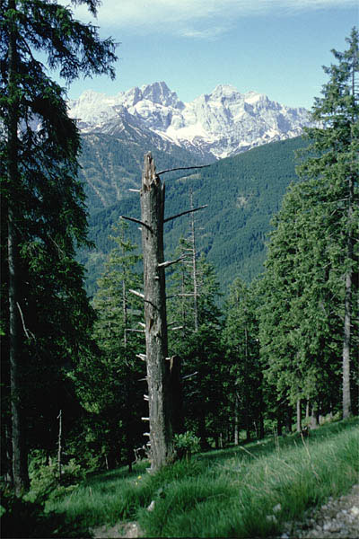 schafreuter_01