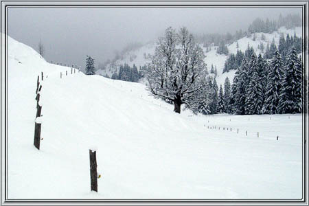 schildenstein_09