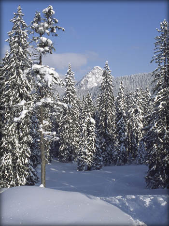 050129_schildenst_04