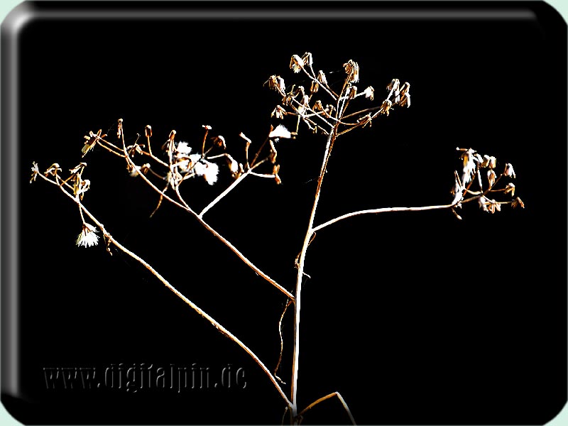 210225_butzen_28