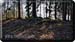 210225_butzen_50